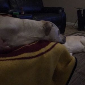 Meet your Posher, Patricia